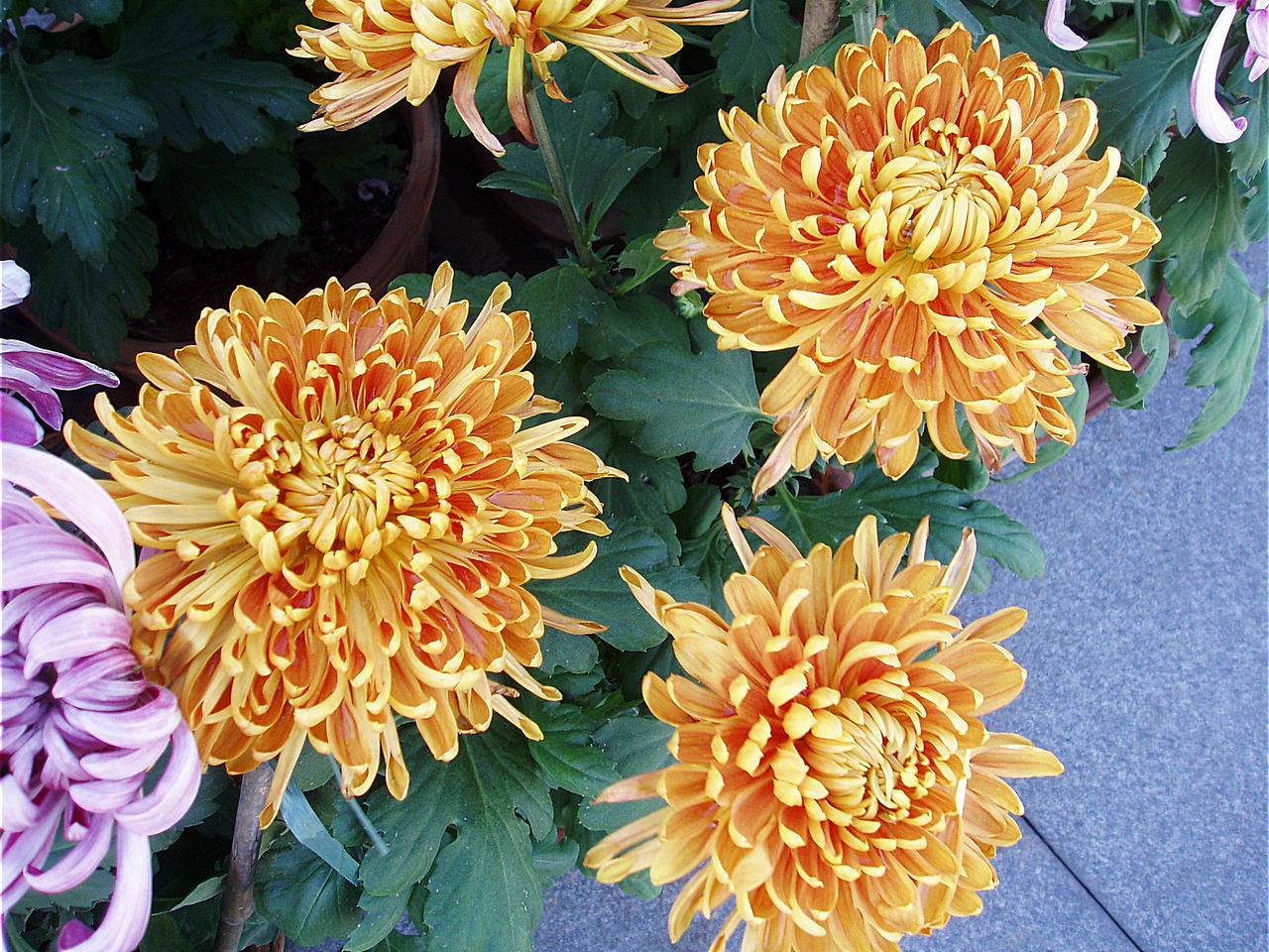 Chrysanthemum